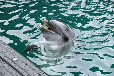 照片画廊图像|能登美居温泉度假酒店